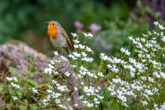 Robin and flowers