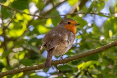 Robin in tree