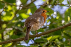 Robin singing in tree