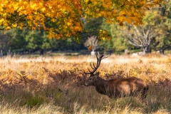 Stag looking after harem