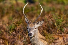 Young-Stag